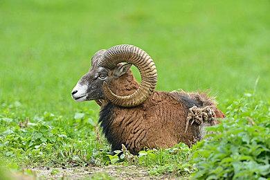 在新的精彩的预告片中，备受期待的路虎载具来到《雪地奔驰》